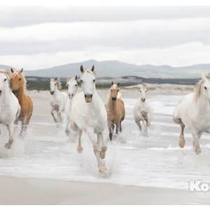 Фотообои Komar White Horses (3,68х2,54 м) (8-986), White Horses (3,68х2,54 м) (8-986)
Фотообои Komar White Horses (3,68х2,54 м) (8-986), White Horses (3,68х2,54 м) (8-986)
