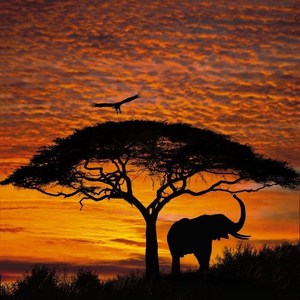 

Фотообои Komar African Sunset 194 х 270см. (4-501), African Sunset 194 х 270см. (4-501)