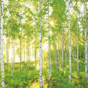 

Фотообои National Geographic Sunday (3,68х2,48 м), Sunday (3,68х2,48 м)