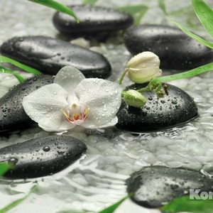 

Фотообои Komar Pure (3,68х2,54 м) (8-319), Pure (3,68х2,54 м) (8-319)