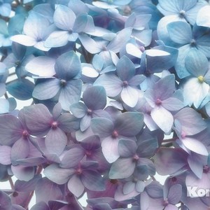 

Фотообои Komar Light Blue (3,68х2,54 м) (8-961), Light Blue (3,68х2,54 м) (8-961)
