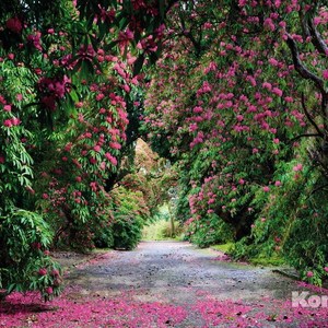 фото Фотообои komar wicklow park (3,68х2,54 м) (8-985)