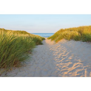 

Фотообои Komar Sandy Path (3,68х2,54 м) (8-995), Sandy Path (3,68х2,54 м) (8-995)