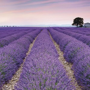 

Фотообои Komar Provence (3,68х2,48 м) (XXL4-036), Provence (3,68х2,48 м) (XXL4-036)