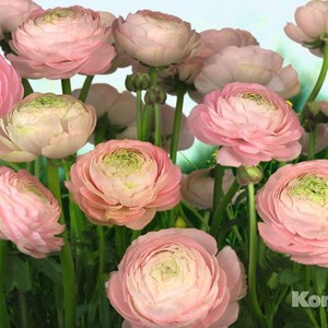 

Фотообои Komar Gentle Rose (3,68х2,54 м) (8-894), Gentle Rose (3,68х2,54 м) (8-894)